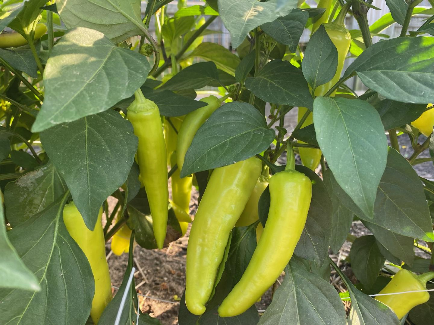 Banana Peppers