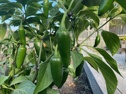 Jalapeños