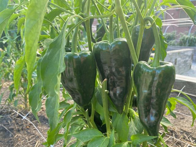 Poblano Peppers