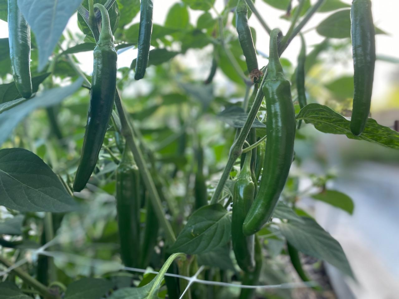 Serrano Peppers