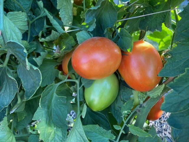 Red Tomatoes